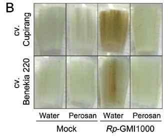 (A) Relative fresh weight of the detached tomato leaves (cv. Cupirang and cv. Benekia 220) inoculated by Ralstonia pseudosolanacearum GMI1000 (10 7 cfu/ml) using a petiole-dipping inoculation.