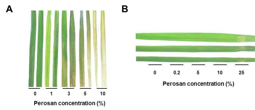 Values presented are means, and error bars indicates the standard errors of the means of four independent experimental replications.