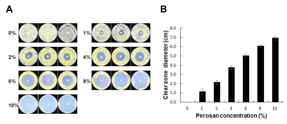 Fig. 2-5. Antibacterial activity of Perosan using disc diffusion method. (A) 100 μl of Xanthomonas oryzea pv. oryzea (Xoo) (OD600=0.8) was spread on peptone sucrose agar (PSA) plates.