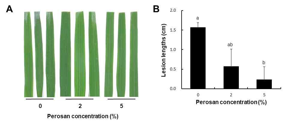 라 ) Perosan 의 in vivo 병보호검정 벼흰잎마름병방제검정 - 벼의잎에 Xoo를 scissors-dip 방법을사용하여접종하여주고 (Song et al. 1995), 페로산을처리하여 Xoo 감염에의한병반의길이에감소가있는지측정하였음.