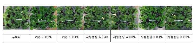 - 약해시험은농촌진흥청발간농약등록약효 약해시험세부지침 ( 살균제편 ) 기준에따라다음과같이실시함. - 시험물질을처리한기준량구와배량구시험포트에서딸기의생육양상을처리후 3일, 7 일, 14일 3회에걸쳐달관조사한결과, 기존구, 시험물질 A 및시험물질 B에서기준량및배량의농도의증가에대하여무처리구와동일하게황화, 위축, 오갈, 반점등의증상을보이지않았음.