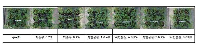 7일, 14일 3회에걸쳐달관조사한결과, 기존구, 시험물질 A 및시험물질 B에서기준량및배량의농도의증가에대하여무처리구와동일하게황화, 위축, 오갈, 반점등의증상을보이지않음. 따라서, 시험물질처리에의한토마토에대한약해는없는것으로판단됨. Fig. 3-4.