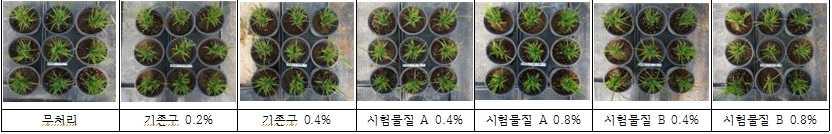 판단되었다. Fig. 3-5. 벼에대한과산화초산혼합물처리농도에따른약해검정 ( 처리 14 일째 ) - 추가적으로실시한생육조사에서아래 Table 3-3 과같이기존물질을포함한시험물질 에서엽장, 엽폭및엽록소함량이무처리구에비하여비슷하게나타났으며시험물질 B 의경우가무처리구와비교하여생육정도가더좋게나타났다. Table 3-3. 과산화초산혼합물처리농도에따른벼생육 벼생육 페로산처리 초장 (cm) 엽록소함량 (mg/100 cm 2 ) 시험물질 배량 0.