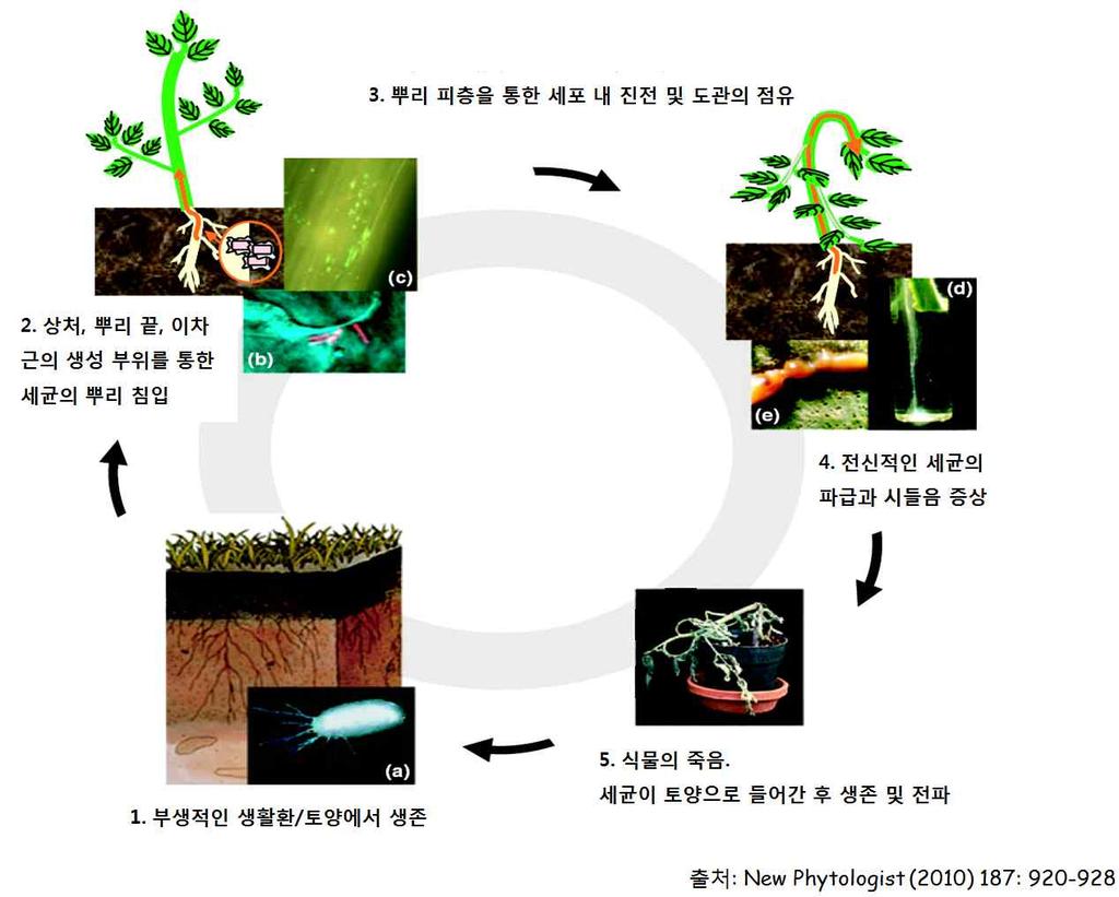 TYLCV) 가처음발견된이후전국적으로피해가증가하는추세. 온도가올라가는 6~10월고온기에토마토풋마름병이많이발생.