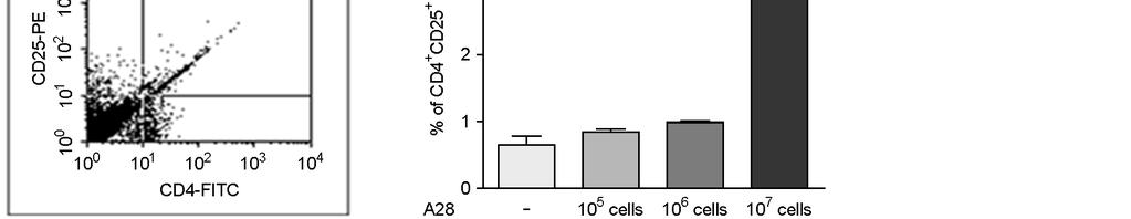Immunoregulation of Murine Immunocytes to Bifidobacteria 175 A B Figure 3. Production of IL-10 by mouse peritoneal macrophages (A) and splenocytes (B) treated with Bifidus strain A28.