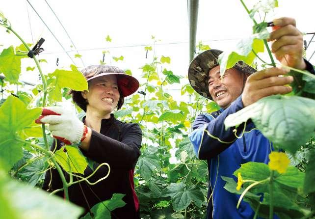 시중의참외와달리식물호르몬제와수정제, 성장조절제를일체사용하지않고, 참외를제철보다빨리출하하기위해가온재배도하지않는다. 수정도인공적인방식이아니라꿀벌을풀어자연적인방법으로하며, 병해충은농약대신에칠성무당벌레와진딧벌, 이리응애등의천 적을이용해막아낸다. 이렇게자연의섭리에따라조화롭게키운한살림참외라물로씻어껍질째먹어도안심할수있다.