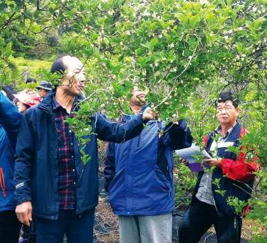 열매는달고, 시고, 쓰고, 맵고, 짠다섯가지의맛을고루갖추고있다고해오미자라하는데, 그가운데에서도신맛이두드러지는특성이있습니다. 4월말이면오미자꽃이핍니다. 이때암꽃속에는이삭모양의작은열매가모습을드러냅니다. 이때활짝핀암꽃의수등을살펴서그해오미자농사의작황을전망합니다.