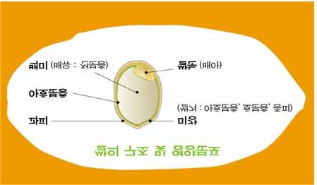 벼의구조 과피 ( 외강층 ) : ㆍ영양분은ㆍ함유하고ㆍ있지ㆍ않다. ㆍ왁스ㆍ파라핀ㆍ성분으로ㆍ구성되어ㆍ있다. ㆍ 쌀겨 ( 호분층 ) : ㆍ쌀ㆍ영양분의ㆍ 29% 를ㆍ차지한다. ㆍ쌀ㆍ영양분의ㆍ 29% 를ㆍ함유하고ㆍ있다. ㆍ ㆍㆍㆍㆍㆍㆍㆍㆍㆍㆍㆍㆍㆍㆍㆍㆍㆍㆍㆍㆍㆍㆍㆍㆍㆍㆍㆍㆍ섬유질과ㆍ식물성ㆍ지방이ㆍ풍부하다.