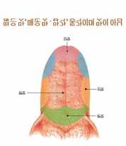 ㆍㆍ미각은ㆍ거의ㆍ혀에서ㆍ이루어진다. ㆍ액체에ㆍ녹은ㆍ상태의ㆍ화학ㆍ물질의ㆍ맛을ㆍ느끼는ㆍ감각이ㆍ미각이다. ㆍ우리가ㆍ느낄ㆍ수ㆍ있는ㆍ맛은ㆍ여러ㆍ가지다. ㆍ대체로ㆍ사람은ㆍ최대ㆍ200가지의ㆍ복합적인ㆍ맛을ㆍ구별할ㆍ수ㆍ있다고ㆍ한다. ㆍ그러나ㆍ혀가ㆍ받아들일ㆍ수ㆍ있는ㆍ순수한ㆍ맛은ㆍ단맛, ㆍ짠맛, ㆍ신맛, ㆍ쓴맛의ㆍ4가지로ㆍ알려져ㆍ있다.