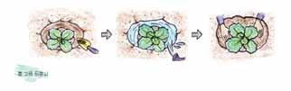 활동 5. 씨앗의파종, 모종심기