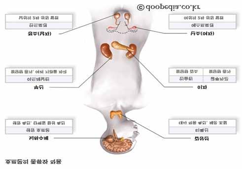 긍정적자아형성과나에대한바른이해 ( 자아존중 ) 구분활동자료예시활용방안준비물 ㆍ성장호르몬의ㆍ개념ㆍ및ㆍ역할 PPT 교육ㆍ자료를ㆍ통해 뇌하수체성장ㆍ호르몬성장ㆍ촉진, ㆍ단백질ㆍ합성ㆍ촉진부신아드레날린혈당량ㆍ증가, ㆍ여러ㆍ기관을ㆍ자극 갑상선티톡신대사ㆍ작용ㆍ촉진,