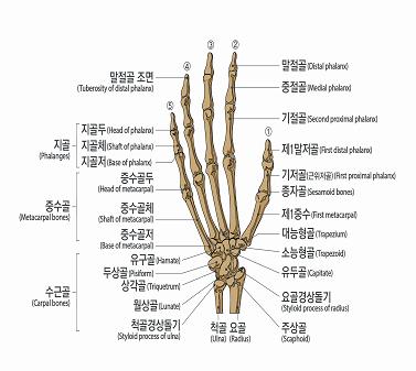 7) 손가락에뚜렷한장해를남긴때 라함은첫째손가락의경우중수지관절또는지관절의굴신 ( 굽히고펴기 ) 운동영역이정상운동영역의 1/2 이하인경우를말하며, 다른네손가락에있어서는제1, 제2지관절의굴신운동영역을합산하여정상운동영역의 1/2 이하이거나중수지관절의굴신 ( 굽히고펴기 ) 운동영역이정상운동영역의 1/2