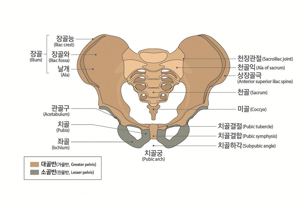 4) 갈비뼈 ( 늑골 ) 의기형은그개수와정도, 부위등에관계없이전체를일괄하여하나의장해로취급한다.