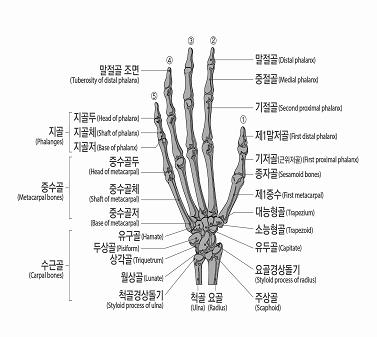 < 손가락 > 11. 발가락의장해가.