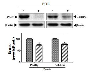 . Fig. 4. Effects of POE on C/EBPα, PPARγand phosphorylation of AMPK protein expressions in 3T3-L1 cells treated with/without 0.2 mg/ml of POE.