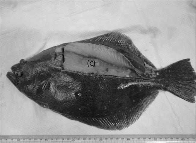 132 송준영 최준호 최혜승 정승희 박명애 Figure. 1. Sampling sites in trunk muscle of olive flounder; (a) head part, (b) tail part, (c) entire muscle Table 2.