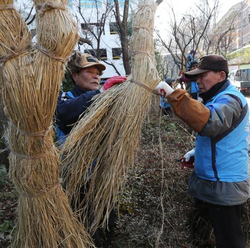 6. 동해예방 Ⅱ : 볏짚주간부감싸기및백도제처리동해에비교적약한포도를재배할때에는 11월중순 12월중순에걸쳐포도나무원줄기를볏짚이나부직포등으로감싸주어포도줄기부분의동해를예방하여야한다.