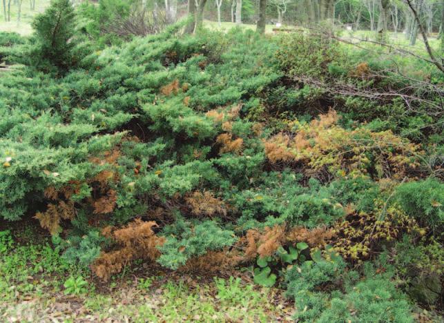 수목진료컨설팅사례 < 그림 3> 향나무의고사가지의수피가거칠게터진모습 ( 겨울포자퇴발생흔적, 완도수목원, 8 월 ) 발생하고있으며, 특히수목원에서쉽게관찰되고있는데,