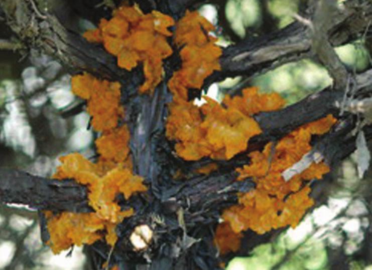 윤노리나무는조경수종이기는하지만흔하게볼 같이 8월의생육기에가지가고사하는경우에녹병균수있는나무는아니며,