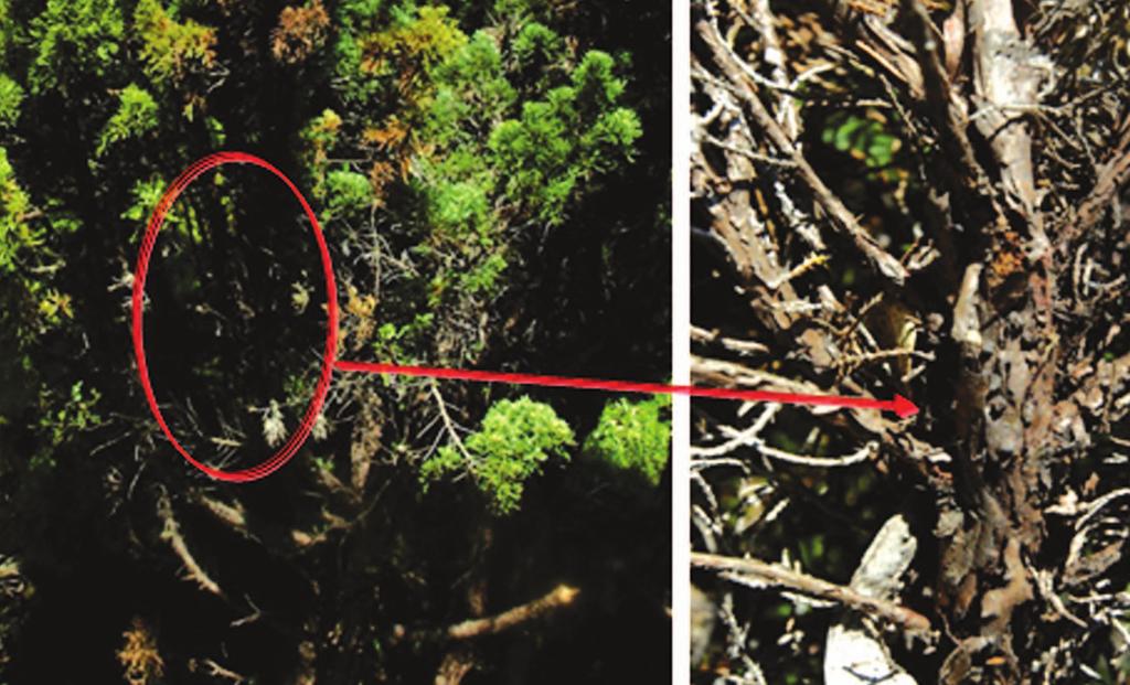 가라면가지나줄기가거칠게터져있는것을관찰하결론적으로향나무에서의가지고사원인은향나무고 < 그림 3> 혹시 G.
