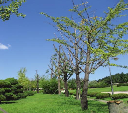 수목진료컨설팅사례 수목의생리적피해 - 과습및배수불량 서울나무병원장 이승제 수목건강의기초가되는것은식재기반인토양이라할수있다.