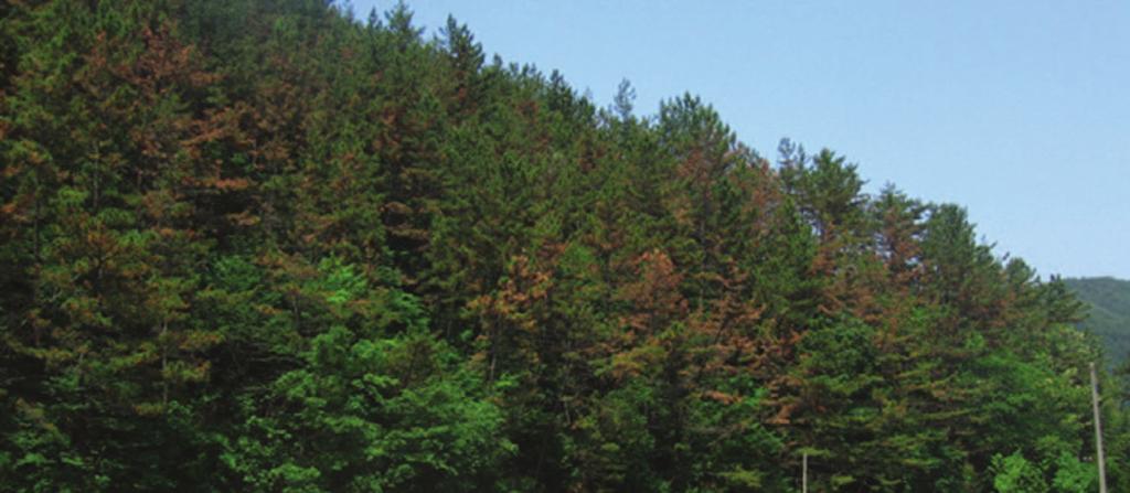 수목진료기술 소나무는활엽수나낙엽송과달리겨울철에도증산작용을하는생리적특성에따라겨울철이상고온과가뭄에취약하다.