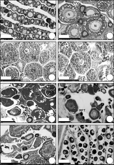 31 양형수 정의영 신문섭 최대업 2 µm A 3 µm B 5 µm C 5 µm D 5 µm E 3 µm F 5 µm G 2 µm H Fig. 6. Photomicrographs of ovarian developmental phases in female Periophthalmus modestus (A-H).