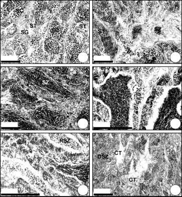 말뚝망둥어의번식생태 311 5 µm A 5 µm B 5 µm 5 µm C D 5 µm E 5 µm F Fig. 7. Photomicrographs of testicular developmental phases in male Periophthalmus modestus (A-F).