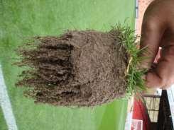 Bentgrass, drought stressed,