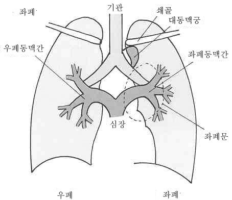 7. 호흡기계검사 7-1 흉부방사선검사 1.