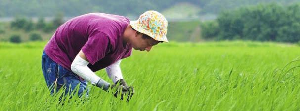 작년김장철에는배추를못구해발을동동굴렀는데, 올해는무, 배추를갈아엎는다는소식이들려온다. 자식같은작물을포기하는농부의심정도짐작하기어렵지만, 당장내년에는무엇으로먹고살지부터막막하다. 일상화된이상기후로농산물의수확량을확보하기도점점어려워지고있다. 기본소득을낼수없다보니농촌에서는점점돈이되는작 얼마전포항지진으로대피소에서공동생활을하는이재민들이엄청난고통과불편함을겪고있다.