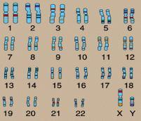 4-5. 용어설명 염색체 (chromosome) DNA (deoxyribonucleic acid) RNA (ribonucleic acid) 염기서열 (base