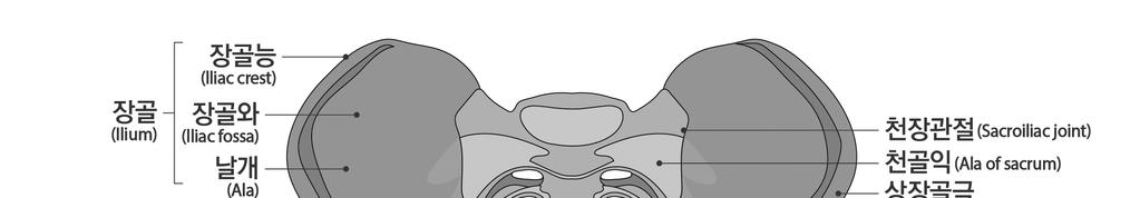 가 ) 천장관절또는치골문합부가분리된상태로치유되었거나좌골이 2.