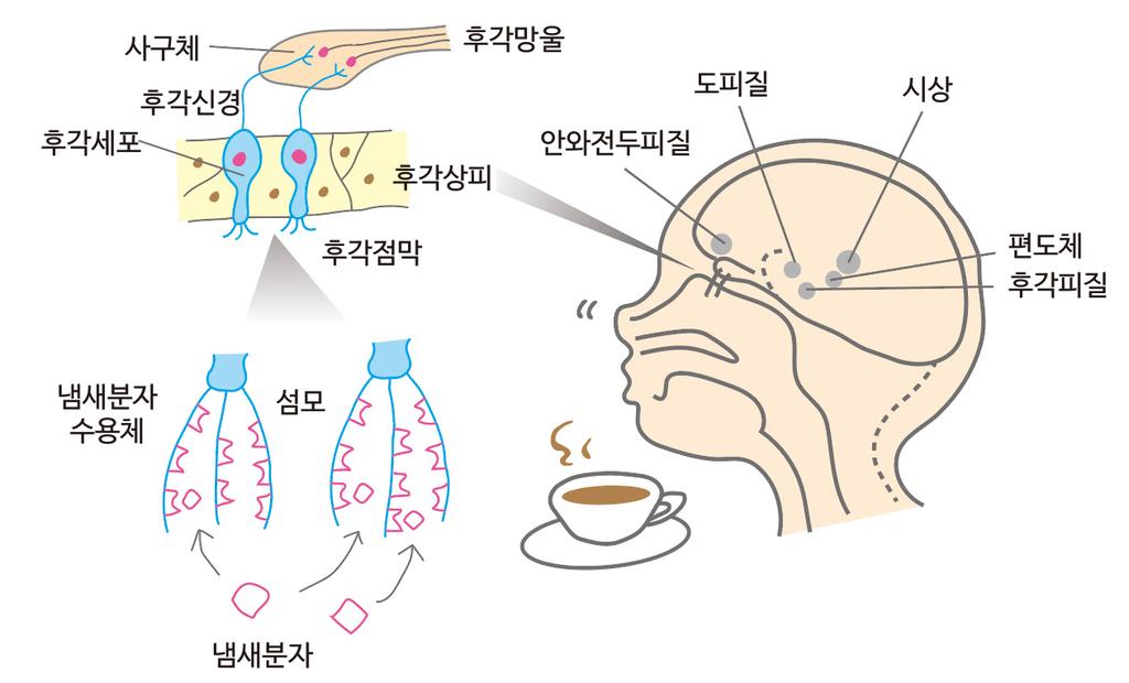 어디까지알고있니? 후각의구조와기능에대해알아볼까요? 1. 후각정보의지각과신경전달경로프루스트의 < 잃어버린시간을찾아서 > 를보면 홍차에적신마들렌을입에넣는순간먼옛날의어린시절이떠오른다 는유명한구절이있다. 이런경험담은누구에게나하나쯤은있지않을까싶다.