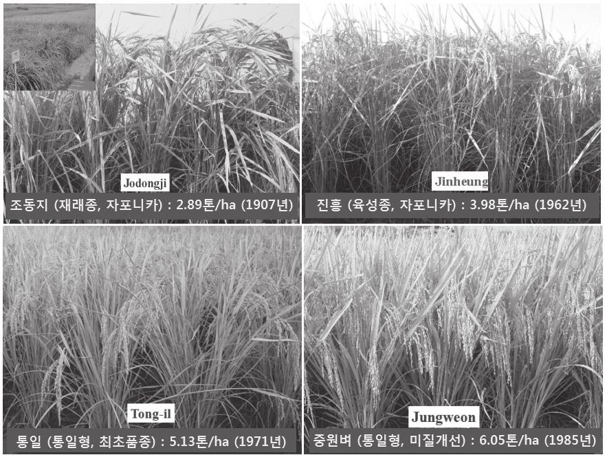 낮아서밥맛이낮고, 탈립성이약해서수확기에벼알맹이가쉽게떨어지는등의시급히개선되어야할특성을가지고있었다. 그특성을정리하면아래와같다. 가. 형태적특성 통일 은단간수중형의직립성초형으로그형태적특성에서기존의자포니카품종에비하여완전히다른특성을나타내고있다. 통일 신초형의형태적특성을요약하면다음과같다.