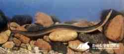 임원경제지 에유어 ( 柳魚 ) 를한글로 버들치 라고기록하였는데강버들밑에서유영하는것을좋아하므로이름을버들치라고한것으로여겨진다. 뱀장어 ( 학명 Anguillia japonica TEMMINCK et SCHLEGEL) - 뱀장어목뱀장어과 뱀장어는장어류가운데유일하게바다에서태어나강으로올라가생활하는회류성어류이다. 형태는몸이둥글고길어서다른어류들과쉽게구별된다.