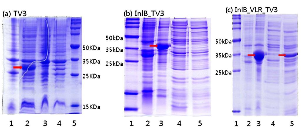 도면 13 도면 14 서열목록 <110> Korea Advanced Institute of Science and Technology <120> Internalin-fused soluble Leucin-Rich Repeat (LRR) family proteins and method for preparing the same <130>