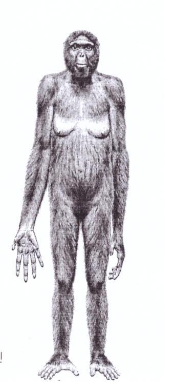 (Ardipithecus ramidus) 12 Name: Ardi (Ardipithecus ramidus) Found in: