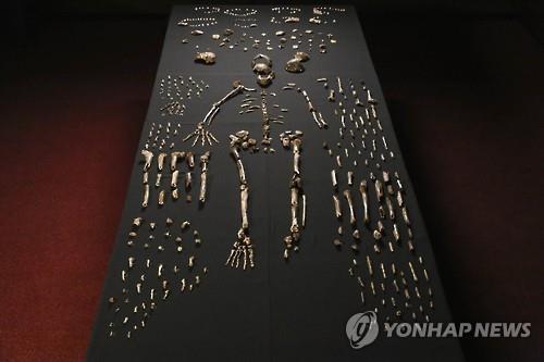 남자의키는 150cm, 여자는그보다약간작았으며어깨와골반은원시영장류와비슷한크기 이마등두개골의형태, 상대적으로작은치아와긴다리,