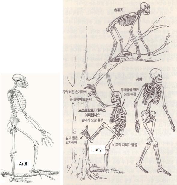 3-1-2. 나무에서내려온인류의조상 4족보행에서 2족직립보행으로바뀌기위해서는몸의해부학적구조가바뀌어야한다. 침팬지나고릴라와비교할때사람은지레처럼작용하는단단한발바닥과다리가길고팔이짧다. 골반은납작하며, 발가락이짧고구부러져있지않으며, 허리부분이길지않다.