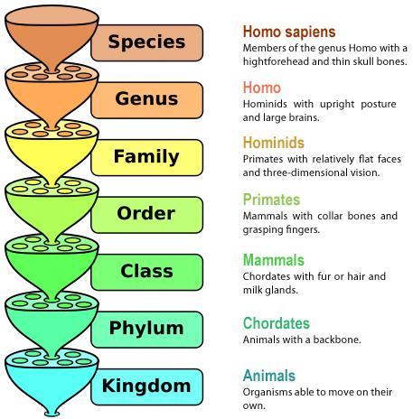 3-2-1. 호미닌공통조상과 Homo 속의진화 Common Ancestor 6MYR AGO 돌연변이는일정한속도로 DNA 에쌓이기때문에 DNA 의변화를시계처럼이용하면한 종 ( 種 ) 이다른종에서갈라져나온시기를추정할수있다. 인간과침팬지의 DNA 차이는 2% 다.