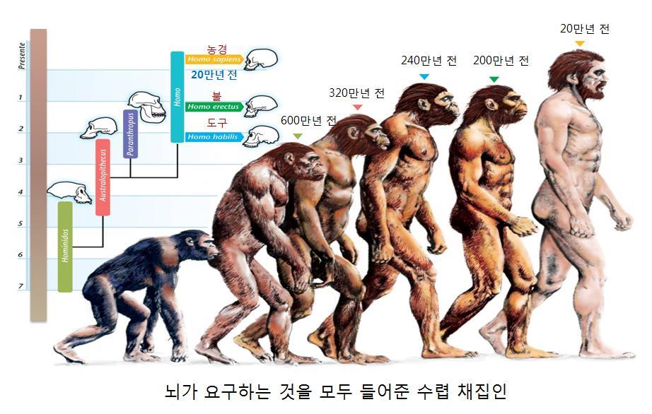 6. 인류문화의첫걸음 Homo habilis