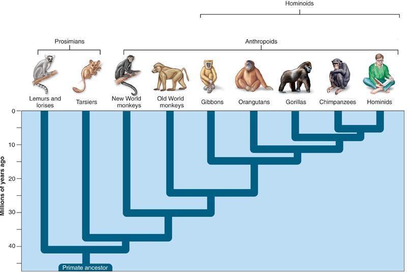 Hominoids 사람상과 원원류 유인원 Hominines 사람아과 2.