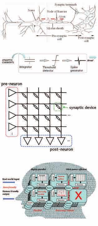 여기서뉴런은막전위 (membrane potential) 가문턱전압 (threshold voltage) 보다높으면스파이크신호를생성하고, 시냅스를통해전뉴런 (pre-neuron) 과후뉴런 (post-neuron) 이신호를주고받게된다. 이과정을통해시냅스의가중치가변화하게되는데이를학습이라고하고, 학습종류에는 STDP, SRDP, SDSP등이있다.