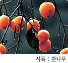 Ÿ 과명 : 감나무과 / Ÿ 분포지 : 한국, 일본, 중국 Ÿ 특성 : 낙엽활엽관목 Ÿ