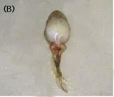 Sequencing 결과는 Frog virus 3(DQ897669) 와 Rana catesbeiana Virus(FJ207464) 로분석되었다 (Table 29; F1, F2, F3, F4). 따라서형태분석과분자적분석을통해 ranavirus의일종인 Frog virus 3를확인하였다.