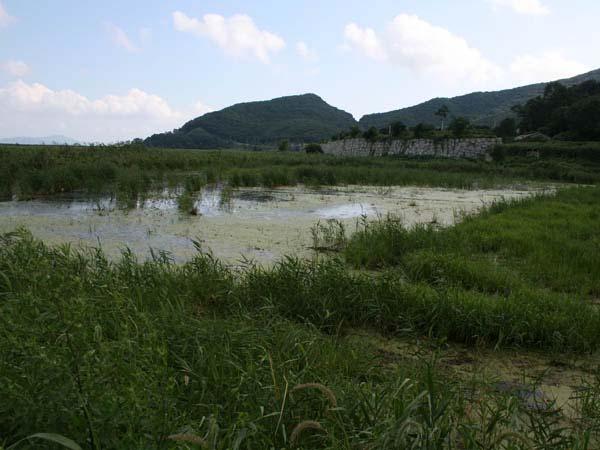 서식지개황및서식지환경요소 (1) 서식지개황강화도에위치한금개구리서식지는전형적인농경지형습지로주변에는낮은산지와넓은농경지가위치하고있었다. 금개구리서식지는현재경작이이루어지고있는농경지의가운에위치한농경지형습지로갈대를비롯한벼과식물들이풍부하게자라고있었다.