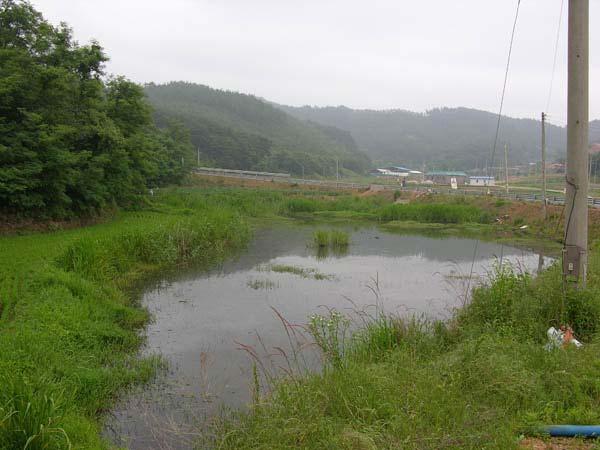 서식지개황및주요서식지조건 (1) 서식지개황태안군의금개구리서식지는농경지와인접한습지와농수로주변에위치하고있었다. 해안사구의뒤쪽에위치한배후습지로해안쪽으로는낮은언덕과소나무방풍림이위치하고있었으며금개구리서식지가위치한곳은주택과농경지가함께자리잡고있었다.