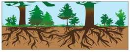 산림사업별기후변화대응및탄소저감기술개발