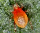 3. 제2협동과제 : 천적곤충의정착및보존시스템개발 ( 이준석, ( 주 ) 오상킨섹트 ) 가. 연구목표 : 토마토와딸기재배지의주요해충적용천적서식처조성모델개발나.